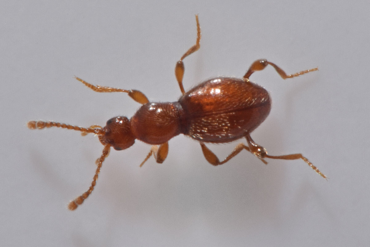 Scydmaenidae: Scydmaenus sp.